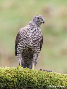 Goshawk (Accipiter gentilis) Graham Carey